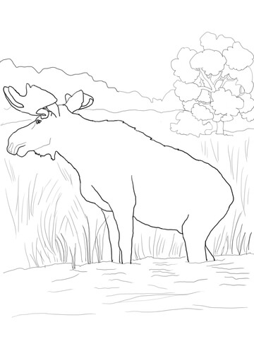 Canadian Moose Coloring Page